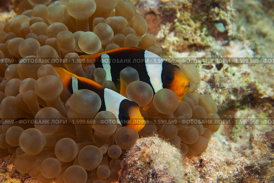 Пара рыб-клоунов охраняет гнездо с икрой - Двухполосый амфиприон (Amphiprion bicinctus) - Красное море, Синай, Египет. Стоковое фото, фотограф Виктор Савушкин / Фотобанк Лори