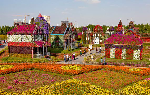 Парк цветов в Дубае (Dubai Miracle Garden). Объединённые Арабские Эмираты (2014 год). Редакционное фото, фотограф Сергей Афанасьев / Фотобанк Лори