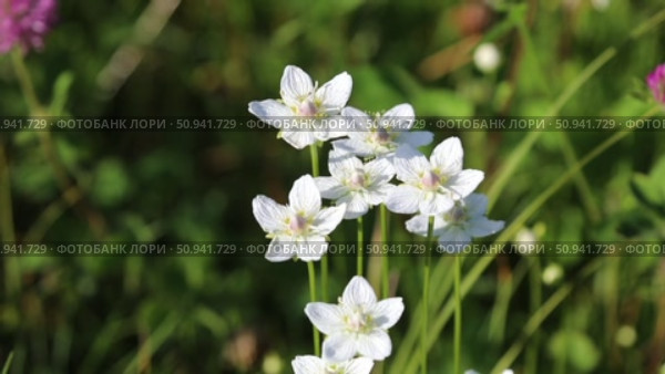 Parnassia palustris. Белозор болотный во время цветения крупным планом, Ямало-Ненецкий автономный округ. Стоковое видео, видеограф Григорий Писоцкий / Фотобанк Лори