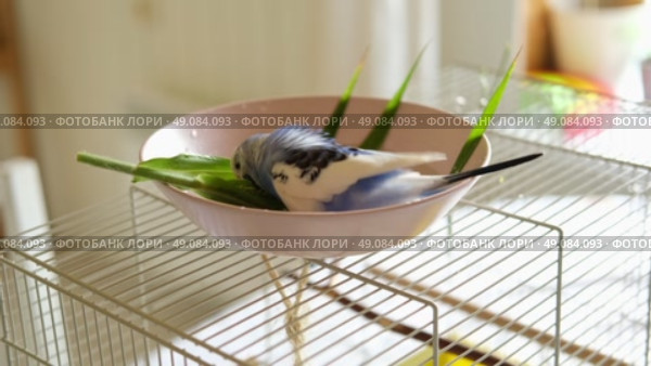 Parrot is bathing in a bowl of water next to the cage. Budgie splashing. Domestic animals healthy lifestyle. Pets care. Budgerigar bird funny video. Parakeet with wet feathers after swimming. 4K. Стоковое видео, видеограф Марина Демидюк / Фотобанк Лори