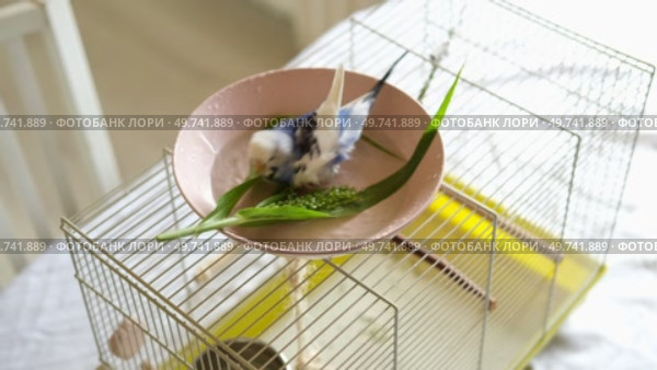 Parrot is bathing in a bowl of water next to the cage. Budgie splashing. Domestic animals healthy lifestyle. Pets care. Budgerigar bird funny video. Parakeet with wet feathers after swimming. 4K. Стоковое видео, видеограф Марина Демидюк / Фотобанк Лори