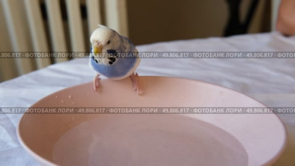 Parrot is bathing in a bowl of water next to the cage. Budgie splashing. Domestic animals healthy lifestyle. Pets care. Budgerigar bird funny video. Parakeet with wet feathers after swimming. 4K. Стоковое видео, видеограф Марина Демидюк / Фотобанк Лори