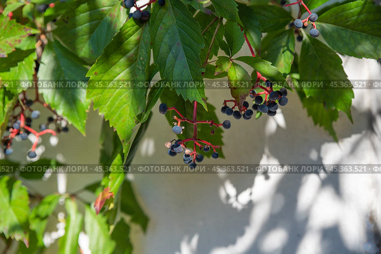 Parthenocissus quinquefolia known as Virginia creeper, Victoria creeper, five-leaved ivy, or five-finger growing in russian far east. Стоковое фото, фотограф Татьяна Терехина / Фотобанк Лори