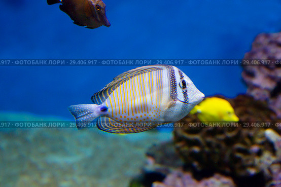 Парусная зебрасома Дежардена.  Desjardins sailfin tang. Стоковое фото, фотограф Галина Савина / Фотобанк Лори