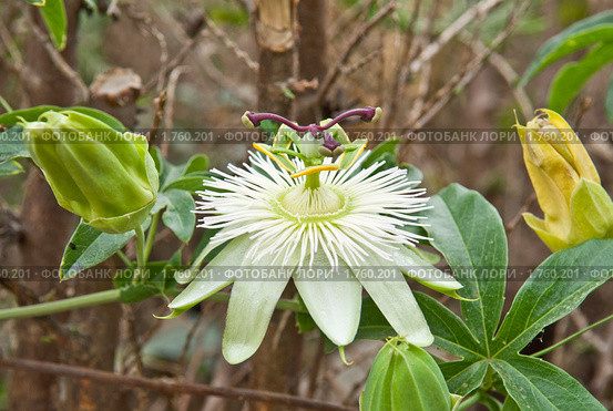 Пасcифлора (Passiflora caerulea).Страстоцвет. Стоковое фото, фотограф Елена Писклова / Фотобанк Лори