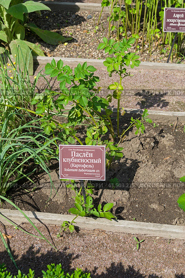 Паслен клубненосный, или картофель (lat. Solanum tuberosum), на грядке с лекарственными растениями в Аптекарском Огороде (филиал ботанического сада МГУ). Москва. Июль, солнечно. Стоковое фото, фотограф Сергей Рыбин / Фотобанк Лори