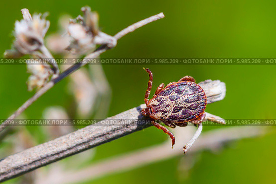 Пастбищный клещ (Dermacentor marginatus). Клещ в естественной среде обитания. Стоковое фото, фотограф Евгений Мухортов / Фотобанк Лори