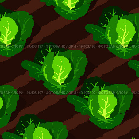Pattern with green cabbages growing on garden beds vector illustration isolated on white, heads of cabbage on plots of land. Pattern with Cabbages Growing on Beds. Стоковая иллюстрация, агентство Ingram Publishing / Фотобанк Лори