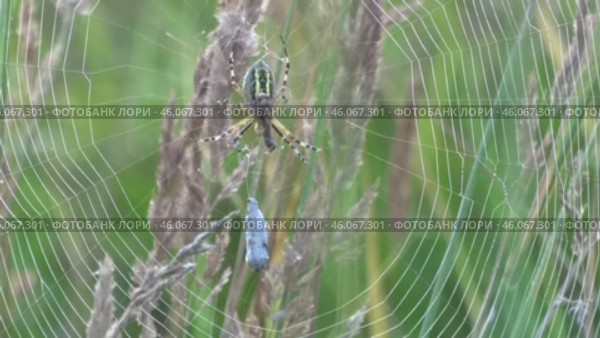 Паук Аргиопа Брюнниха или паук-оса Argiope bruennichi. Стоковое видео, видеограф Александр Мамонтов / Фотобанк Лори