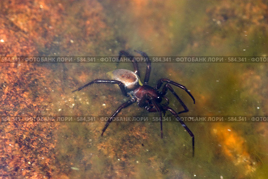 Паук водяной Argyroneta aquatica. Стоковое фото, фотограф Argument / Фотобанк Лори