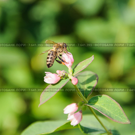 Пчела собирает нектар на цветке снежноягодника белого (Symphoricarpos albus) Стоковое фото, фотограф Алёшина Оксана / Фотобанк Лори