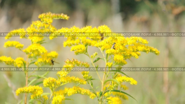Пчелы на золотарнике канадском (Solidago canadensis) Стоковое видео, видеограф Алёшина Оксана / Фотобанк Лори