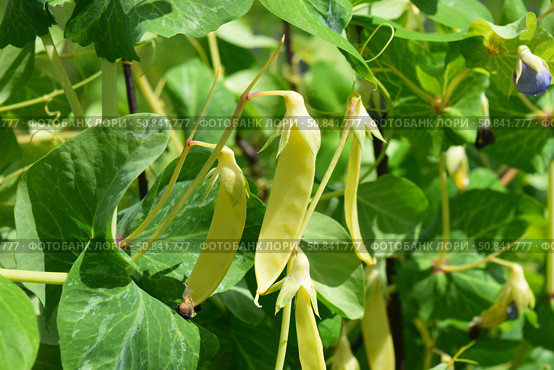 Pea golden sweet pods. Стоковое фото, фотограф Photolart / Фотобанк Лори