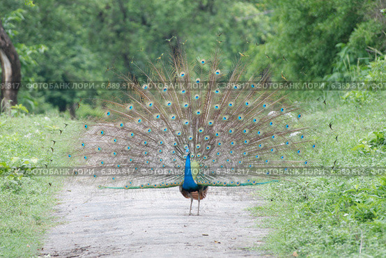 Peacock dancing. Стоковое фото, агентство Ingram Publishing / Фотобанк Лори