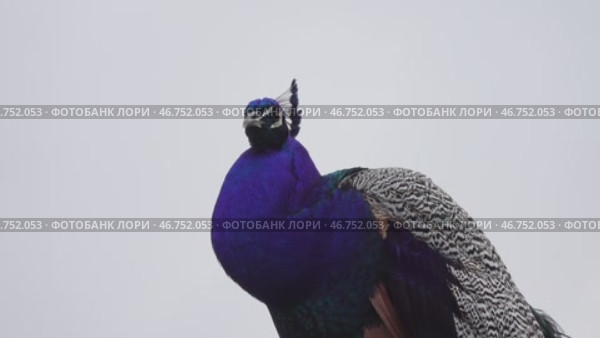 Peacocks sitting on branch in forest. Стоковое видео, видеограф Михаил Коханчиков / Фотобанк Лори