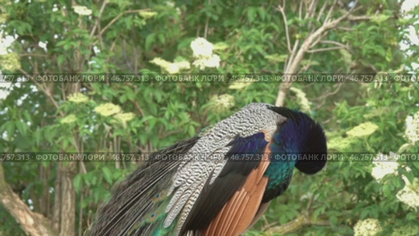 Peacocks sitting on branch in forest. Стоковое видео, видеограф Михаил Коханчиков / Фотобанк Лори