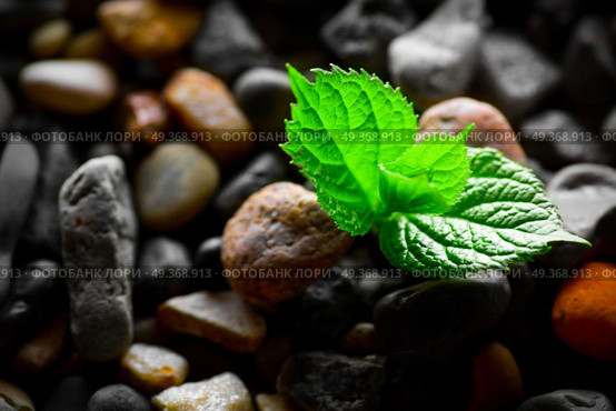Pebbles with green sprout background. Pebbles with green sprout. Стоковое фото, агентство Ingram Publishing / Фотобанк Лори