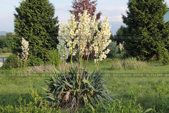Пейзаж с юккой нитчатой (Yucca filamentosa) Стоковое фото, фотограф Ирина Водяник / Фотобанк Лори