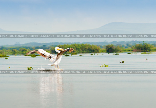 Пеликан. Кения (2012 год). Стоковое фото, фотограф E. O. / Фотобанк Лори