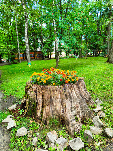 Пень с клумбой в городском парке летом. Стоковое фото, фотограф Мария Сергеева / Фотобанк Лори