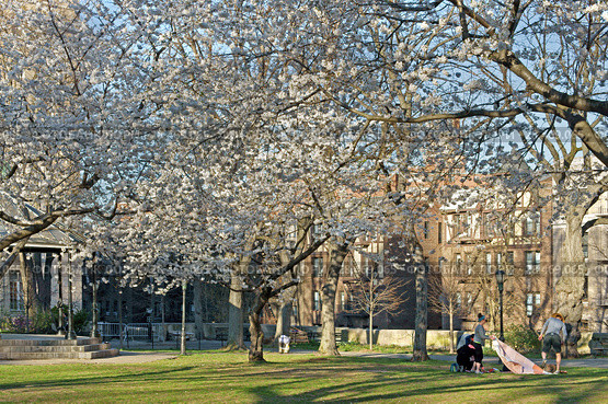 People are resting in blooming Sakura Park. Нью-Йорк, США (2018 год). Редакционное фото, фотограф Валерия Попова / Фотобанк Лори