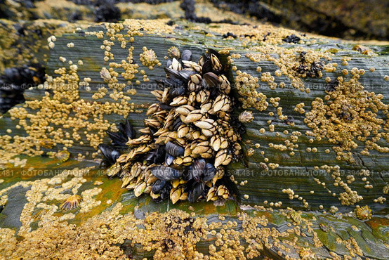 Percebes barnacles seafood in Ribadeo Galicia of Lugo Spain. Стоковое фото, агентство Ingram Publishing / Фотобанк Лори