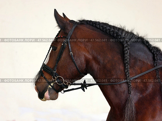 Percheron, a breed of heavy draft horse, against farm background. Тяжеловозная лошадь породы першерон на фоне стены конюшни. Стоковое фото, фотограф Михаил Кондрашов / Фотобанк Лори