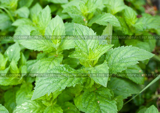 Перечная мята (лат. Mentha piperita) Стоковое фото, фотограф Ольга Пашкова / Фотобанк Лори