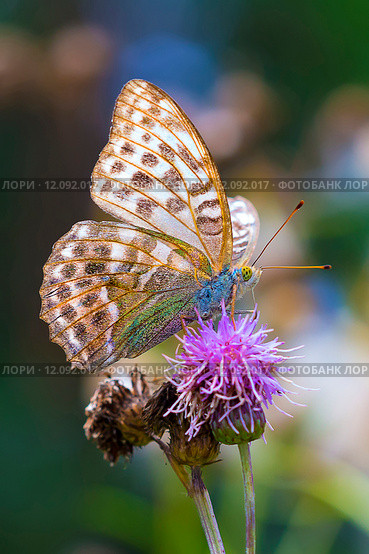 Перламутровка большая лесная, или перламутровка Пафия (Argynnis paphia) — дневная бабочка из семейства нимфалид. Стоковое фото, фотограф Евгений Мухортов / Фотобанк Лори