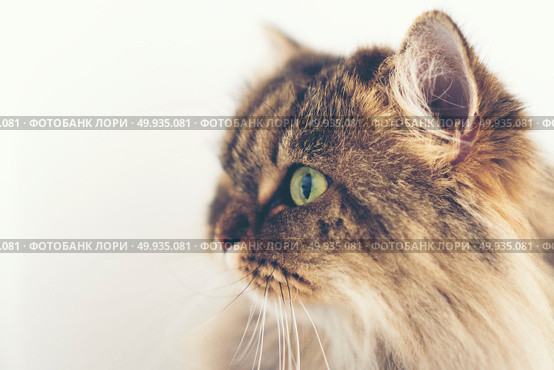 Persian cat. Стоковое фото, агентство Ingram Publishing / Фотобанк Лори