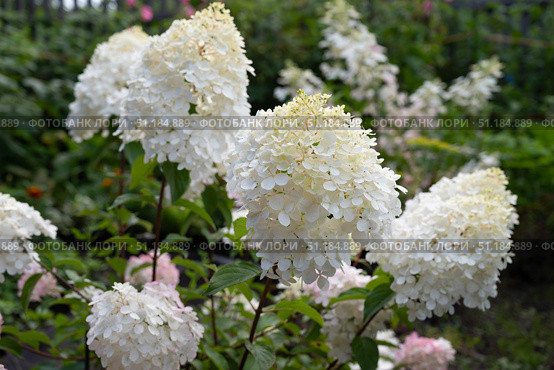 Person gently touches blooming white hydrangea flowers in a lush garden during a sunny day. Стоковое фото, фотограф Вербицкая Светлана / Фотобанк Лори
