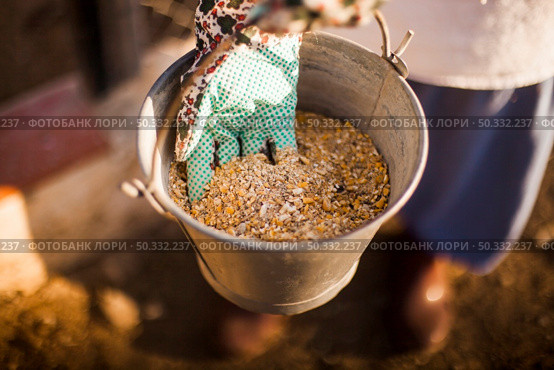 person hand holding bucket with fodder. High resolution photo. person hand holding bucket with fodder. High quality photo. Стоковое фото, агентство Ingram Publishing / Фотобанк Лори