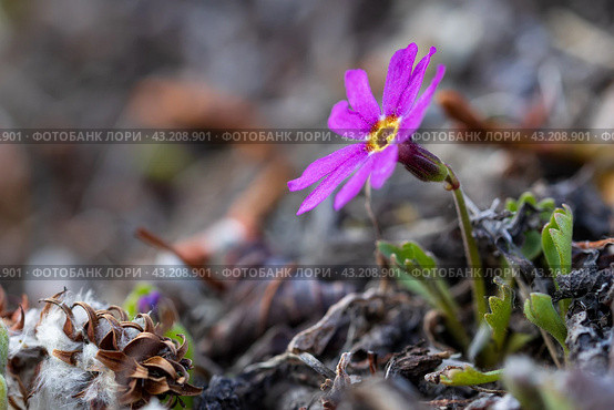Первоцвет клинолистный, также известный как примула клинолистная (Primula cuneifolia) — это одни из самых ранних цветов в окрестностях Магадана. Они распускаются весной в мае. Маленький цветущий полевой цветок в дикой природе. Магаданская область, Россия. Природа Сибири и Дальнего Востока России. Стоковое фото, фотограф Андрей Степанов / Фотобанк Лори