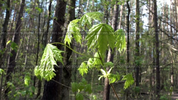 Первые листочки на ветвях деревьев. Весна. Апрель. The first leaves on tree branches. Spring. April. Стоковое видео, видеограф Горшков Александр / Фотобанк Лори