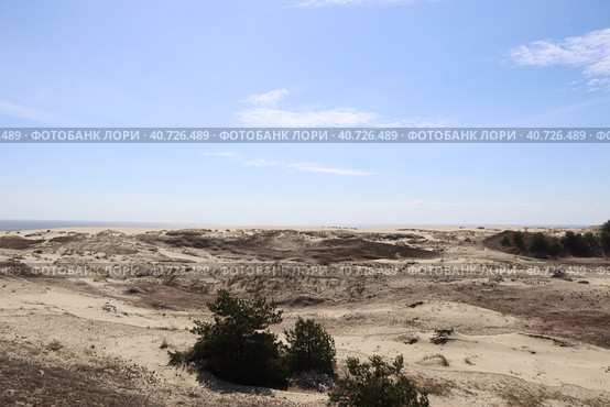 Песчаные дюны Куршской косы, Калининградская обл (2023 год). Редакционное фото, фотограф Светлана Ясинская / Фотобанк Лори