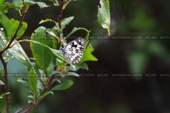 Пестроглазка Галатея (Melanargia galathea) Стоковое фото, фотограф Sergey Toronto / Фотобанк Лори