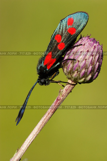 Пестрянка таволговая, лабазниковая, Zygaena filipendulae, Six-spot Burnet. Стоковое фото, фотограф Василий Вишневский / Фотобанк Лори