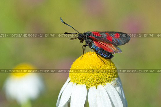 Пестрянка таволговая (лат. Zygaena filipendulae) на ромашке. Стоковое фото, фотограф Елена Коромыслова / Фотобанк Лори