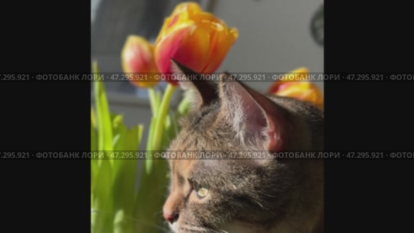 Pet, cute, feline, mammal, watching, animal, eye, fluffy, fur, furry, horizontal, look, looking at camera, photography, staring, beautiful, closeup, analyzing, comfortable, cut out, examining, grey, lovely, lying, no people, paw, playful, relax, sofa, soft, up, warm, animal themes, black, black cat, close, dark, domestic cat, full frame, green eyes, one animal, small, background, cold, orange color, tabby cat, white color. Стоковое видео, видеограф Zita Khasanova / Фотобанк Лори