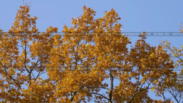 Петергоф, парк Александрия осенью. Дубы в осеннем убранстве. Peterhof, Alexandria Park in autumn. Oaks in autumn decoration. (2021 год). Стоковое видео, видеограф Евгений Романов / Фотобанк Лори