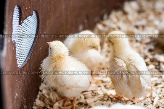 Pets. A poultry farm with chickens in an incubator. The concept of animal husbandry and rural life. Poultry farming on a private eco-farm. Стоковое фото, фотограф Photojuli / Фотобанк Лори