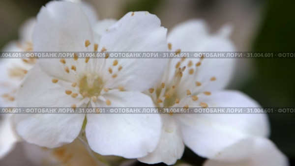 Philadelphus coronarng. White jasmine flowers sway in the wind. Стоковое видео, видеограф Константин Мерцалов / Фотобанк Лори