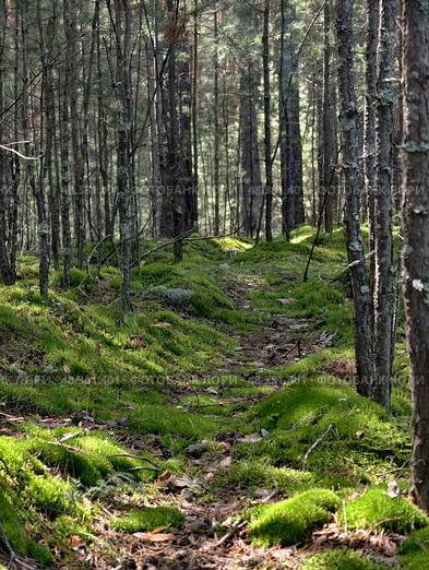 Photograph of a mossy forest on a summer day. Стоковое фото, фотограф Сергей Пристяжнюк (Serg Zastavkin) / Фотобанк Лори