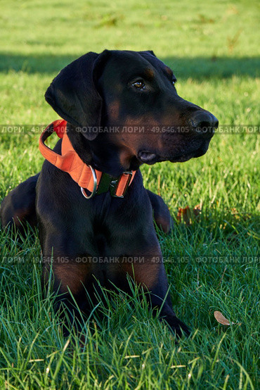 Photograph of puppy Doberman Pinscher dog sitting in grass looking at owner on sunny day. Стоковое фото, агентство Ingram Publishing / Фотобанк Лори
