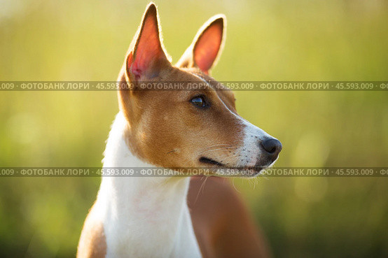 Photographed closeup muzzle red dog. Стоковое фото, фотограф Дмитрий Киселёв / Фотобанк Лори