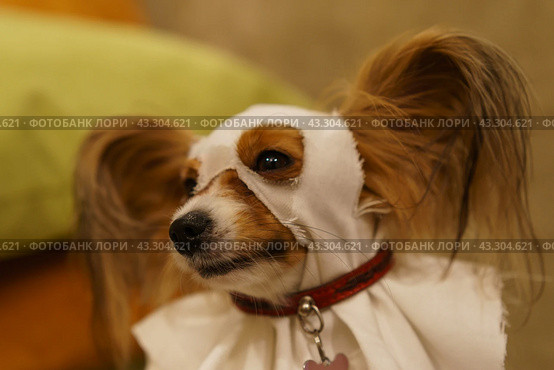 Photography of cute young Papillon Purebred Dog in the room of country house. Domestic dog take park in the Halloween celebration. The children put a festive costume on her. Стоковое фото, фотограф YuryKara / Фотобанк Лори