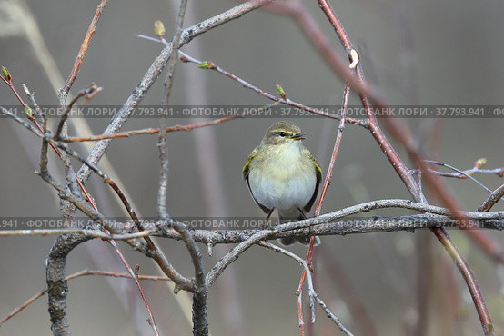 Phylloscopus trochilus. Пеночка весничка весной на ветке березы, Ямало-Ненецкий автономный округ. Стоковое фото, фотограф Григорий Писоцкий / Фотобанк Лори