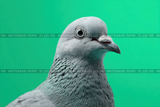 Pigeon isolated on a green screen. Gray Dove looking at camera on green background. Animal backdrop. Funny Pets on chroma key. Playful friendly bird with copy space for your text. For Animation. Humor. Стоковое AI-изображение, AI-художник Марина Демидюк / Фотобанк Лори