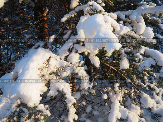 Pine forest in winter during the day in severe frost, Karelia. Snow on the coniferous branches. Frosty sunny weather anticyclone. Scots pine Pinus sylvestris is a plant pine Pinus of Pine Pinaceae. Стоковое фото, фотограф Юлия Петровская / Фотобанк Лори