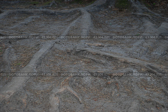 Pine roots on a forest road. Стоковое фото, фотограф Andrew_Swarga / Фотобанк Лори